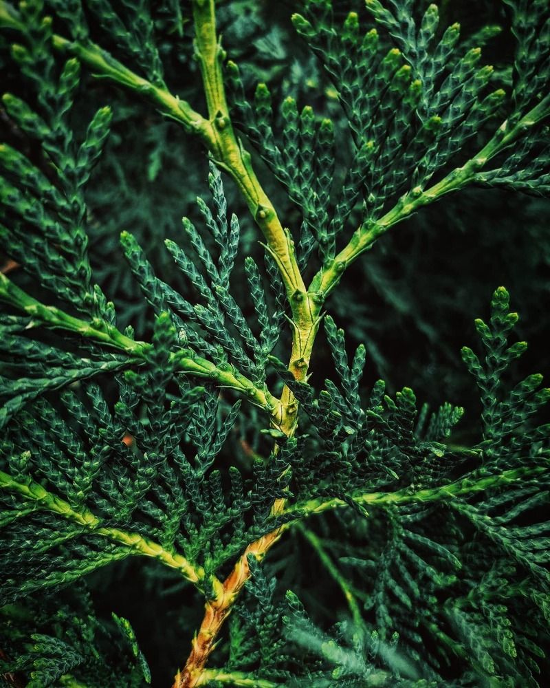 Photograph by Ольга Мажарук