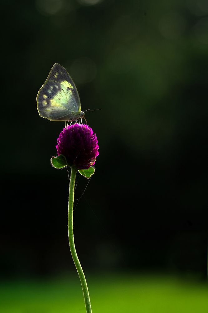 Connections of light