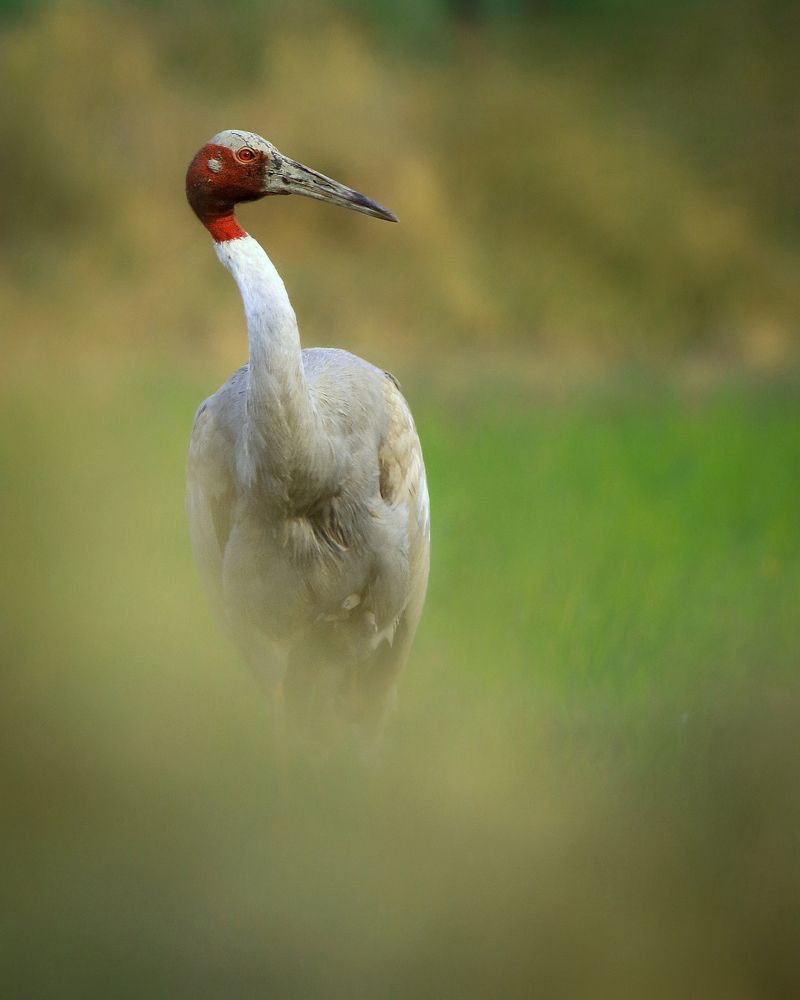 Photograph by Patel Jay