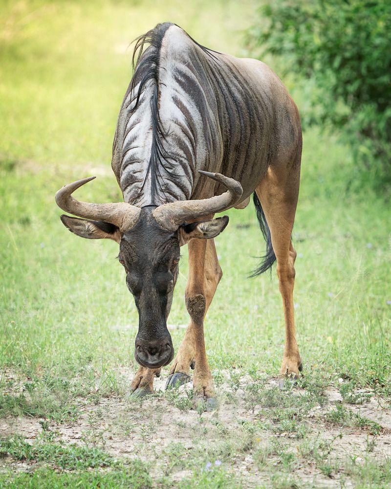 Фотография автора Елена Кабенкина