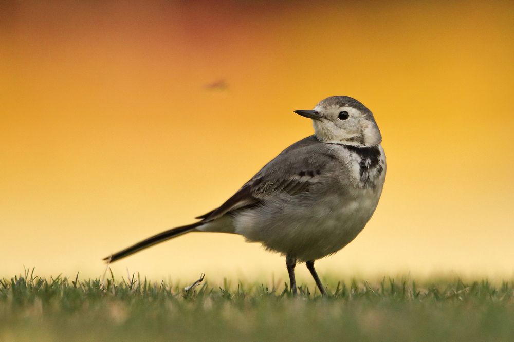 Photograph by Patel Jay