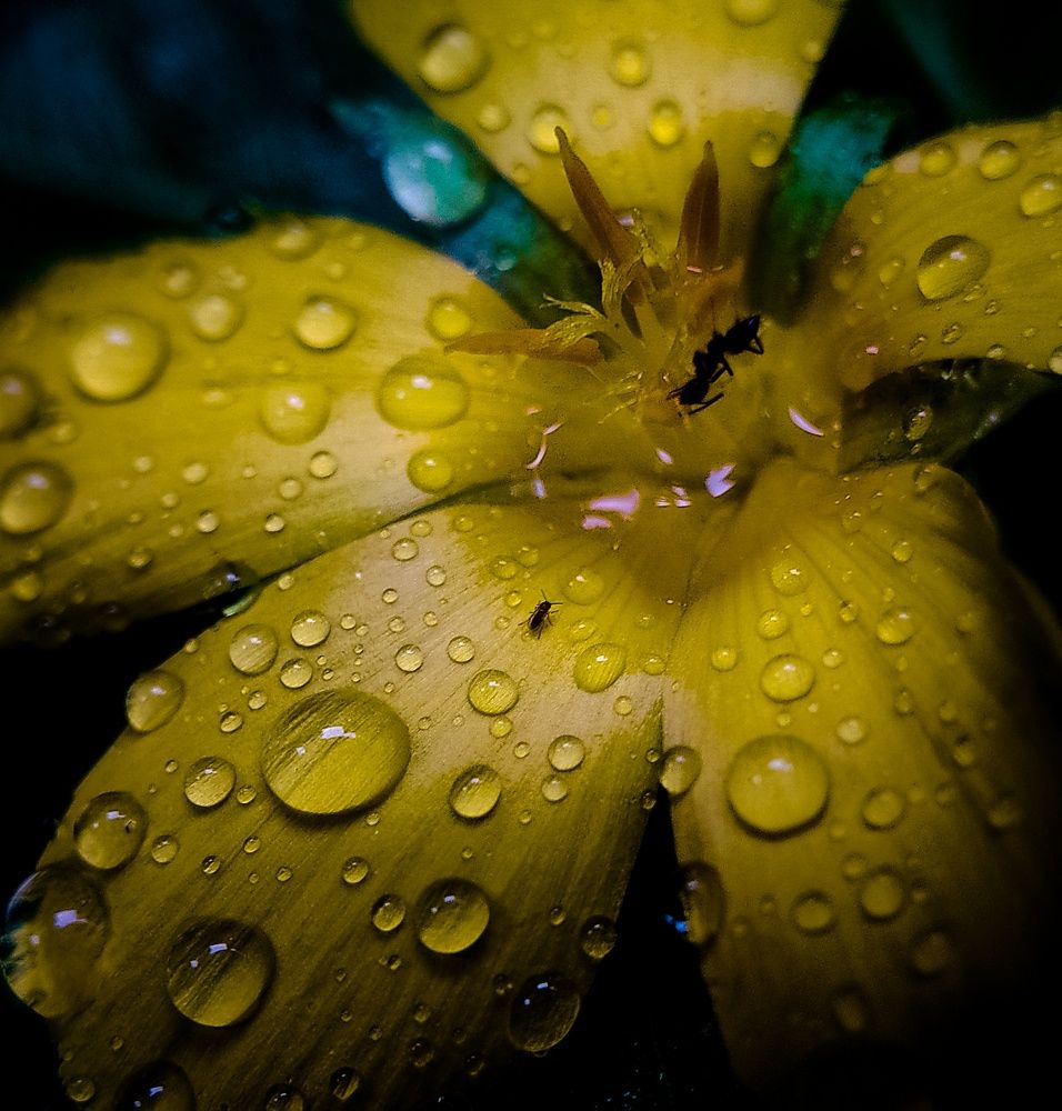 Droplet of Rain