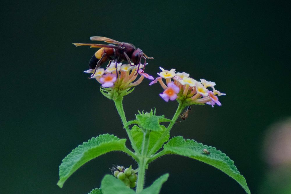 Photograph by Mayura Kirikaran
