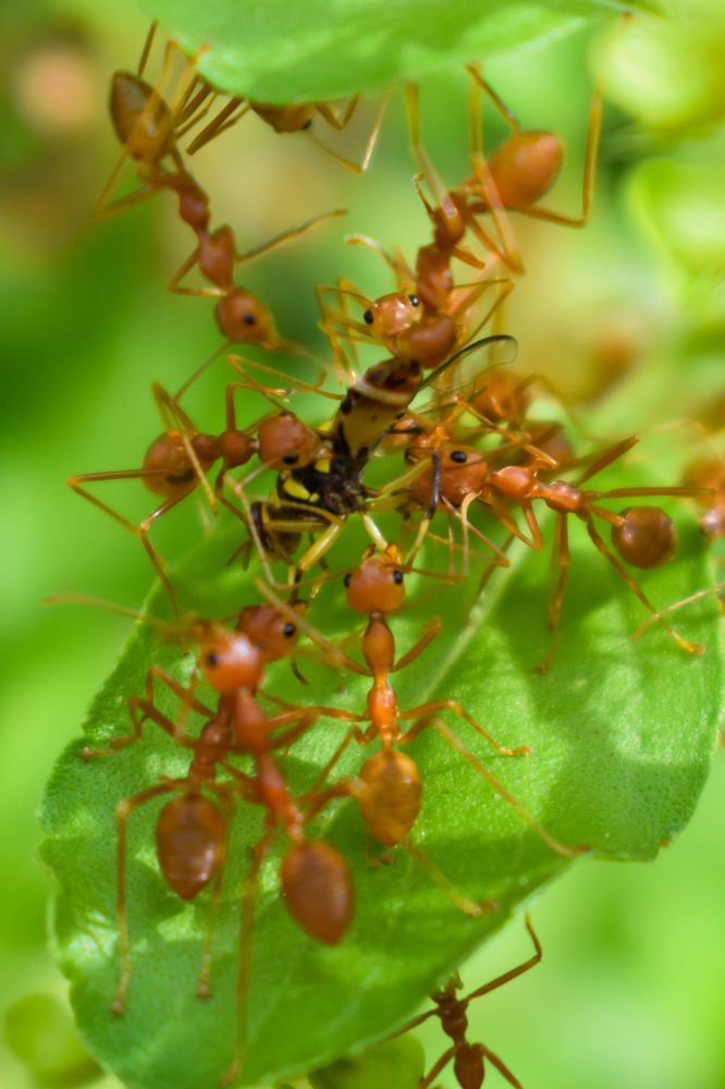 Photograph by Mayura Kirikaran
