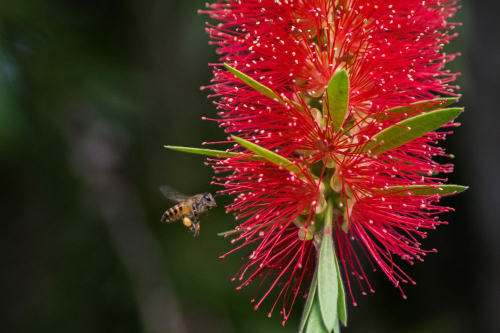 Photograph by Mayura Kirikaran