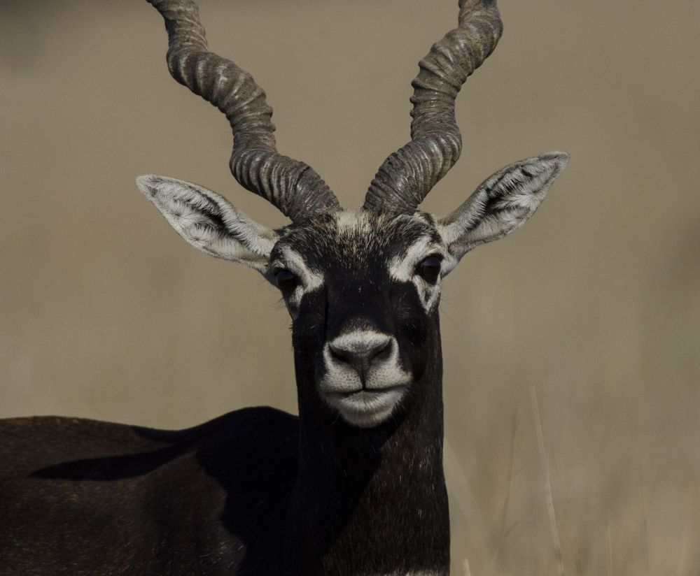 Photograph by Kushal Sharma