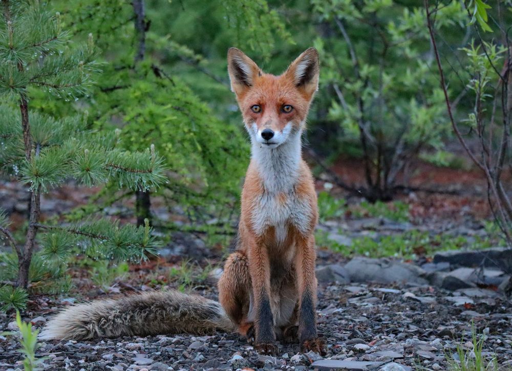 После дождя (After the rain).