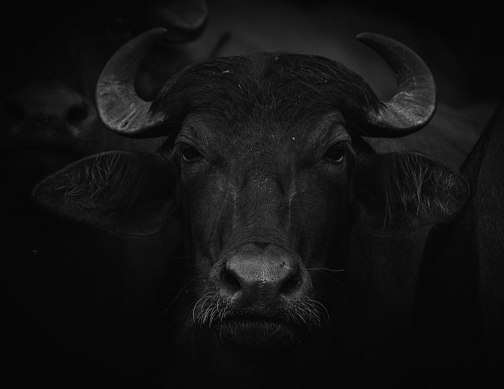 Photograph by Dhananjaya Dassanayake