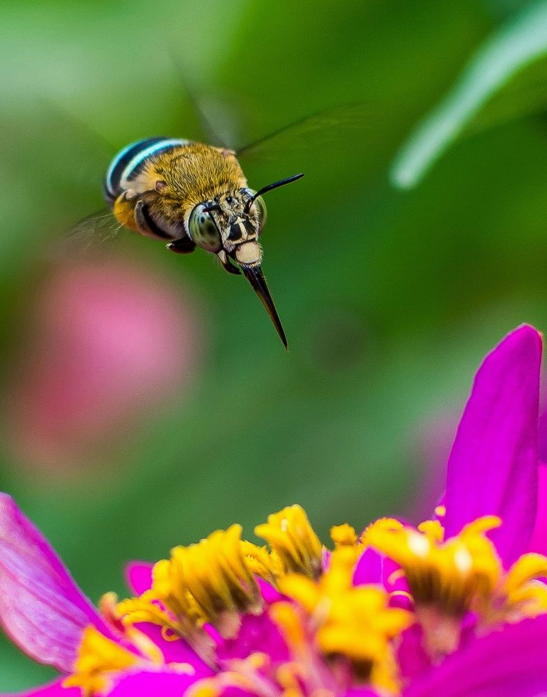 Photograph by Hernan Malapo