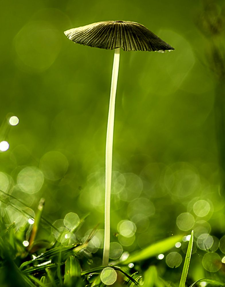 Photograph by Hernan Malapo