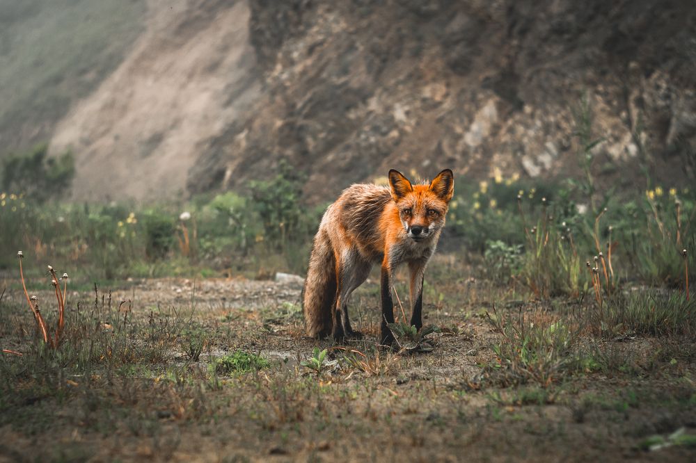 Лиса в своем доме.