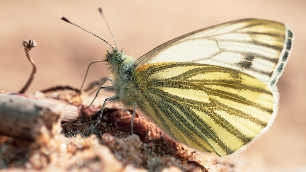 Photograph by Ольга Линк