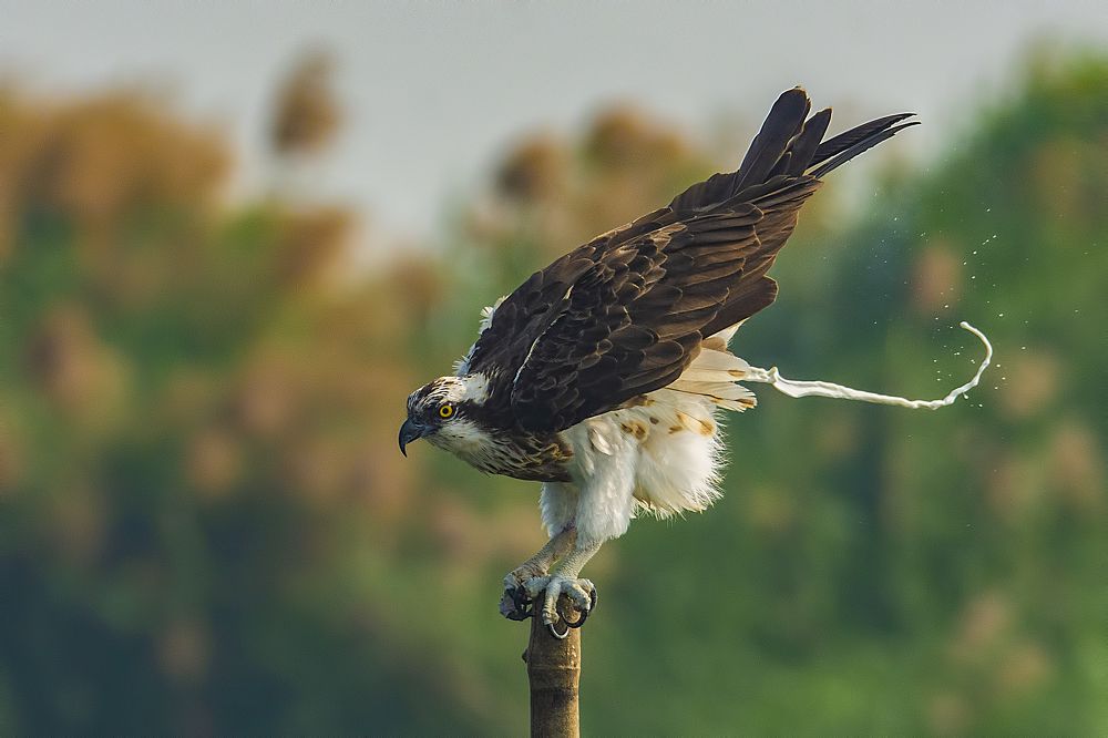 Фотография автора Arijit Mondal