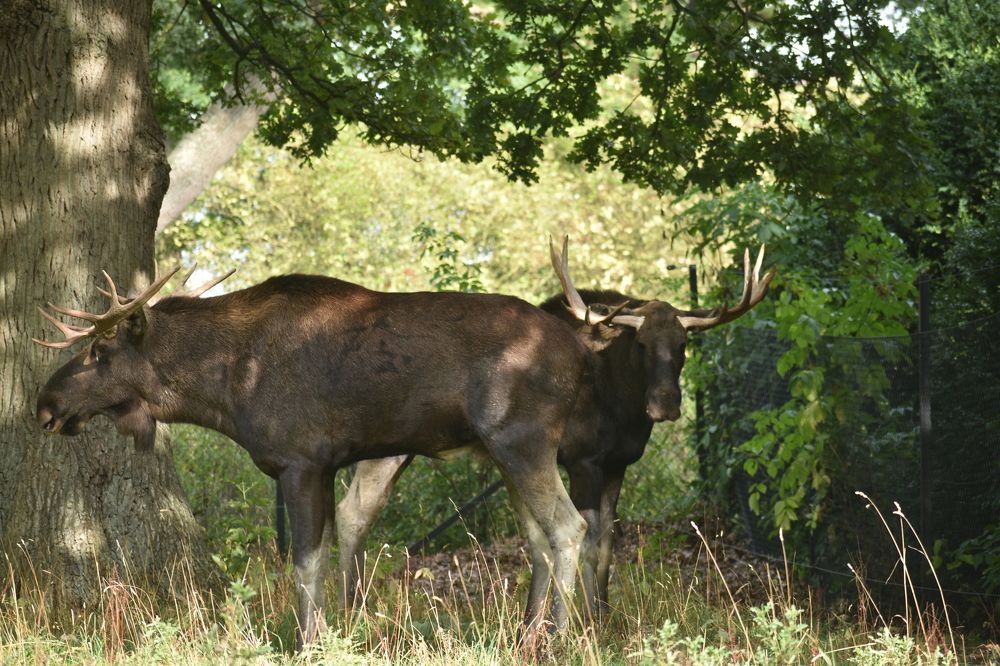 Elks