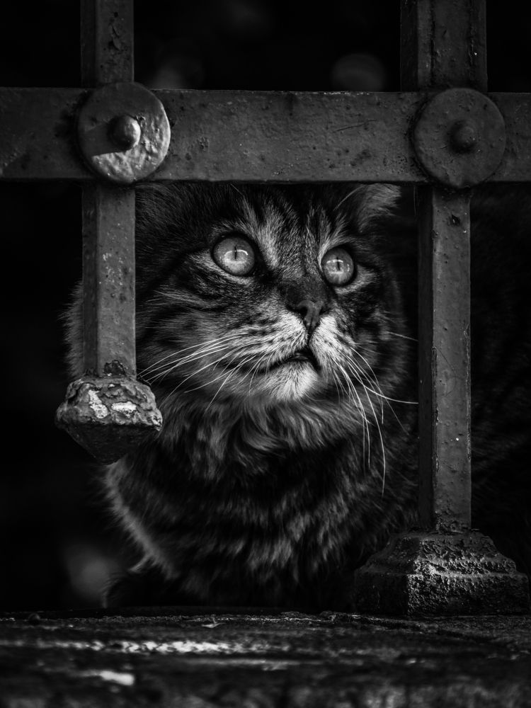 Photograph by Георгий Акопджанов