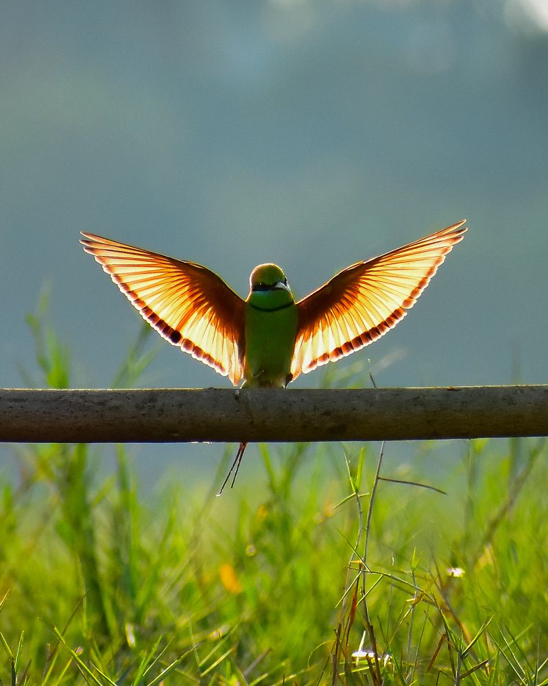 Wings of eternity