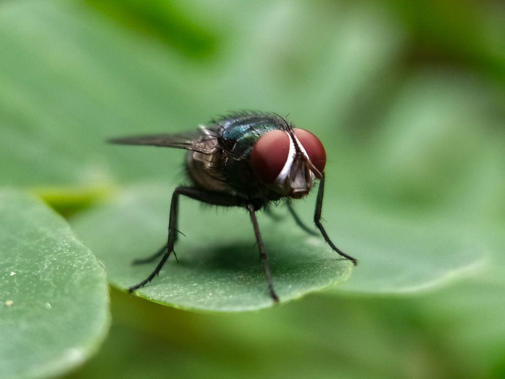Housefly