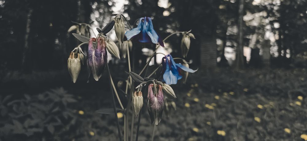 Dark aquilegia