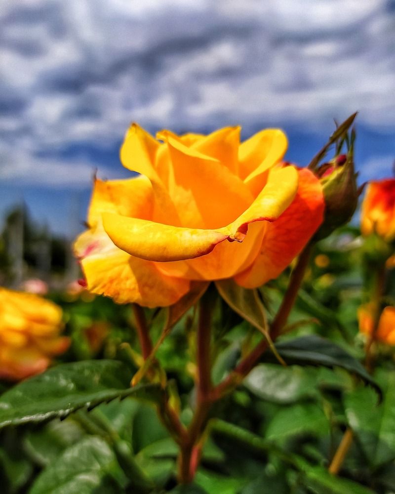 Photograph by Олеся Бронзова