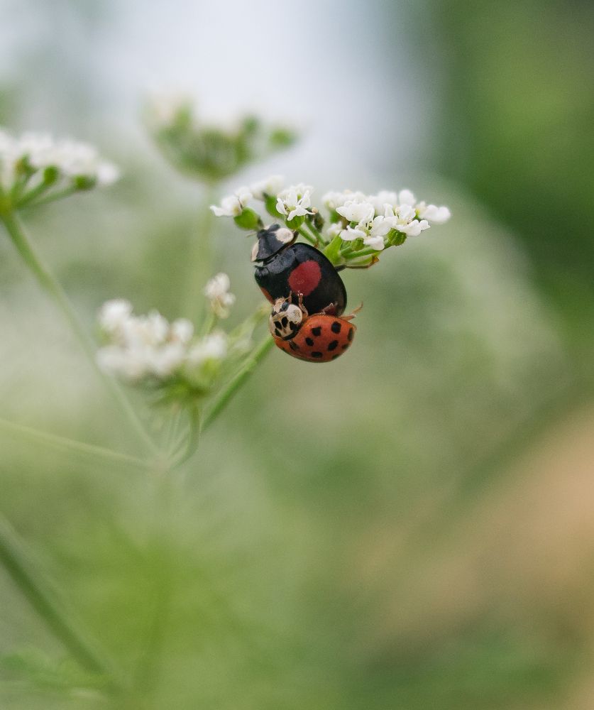 Фотография автора Vitalii Kaznin
