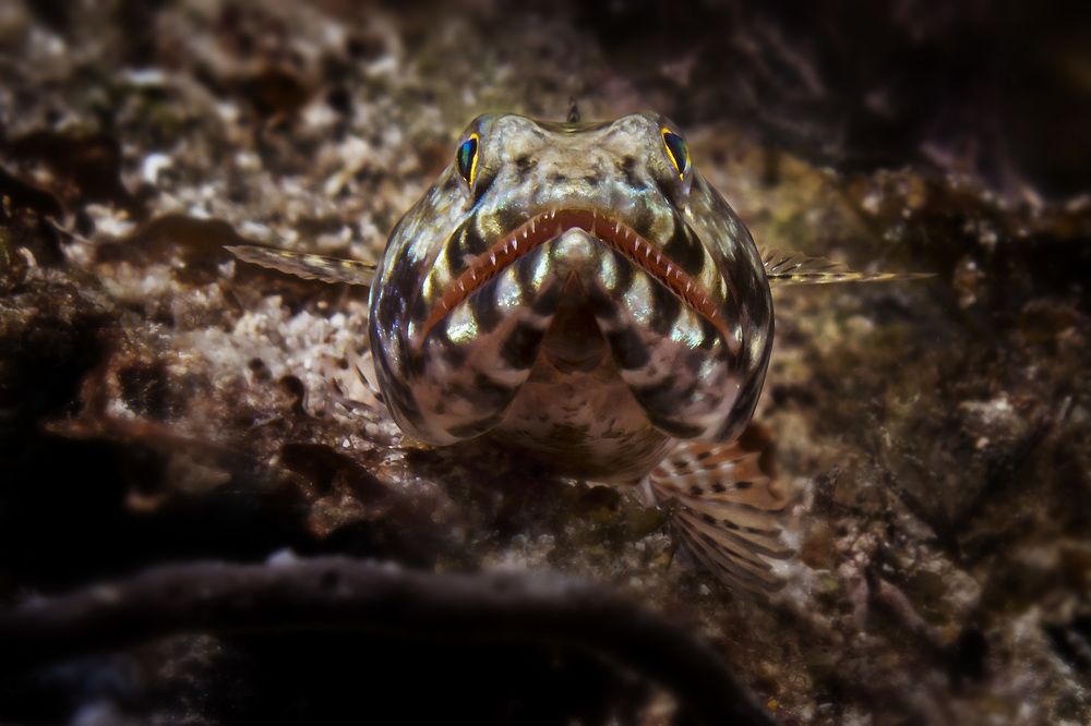 Photograph by Альт Эдуард