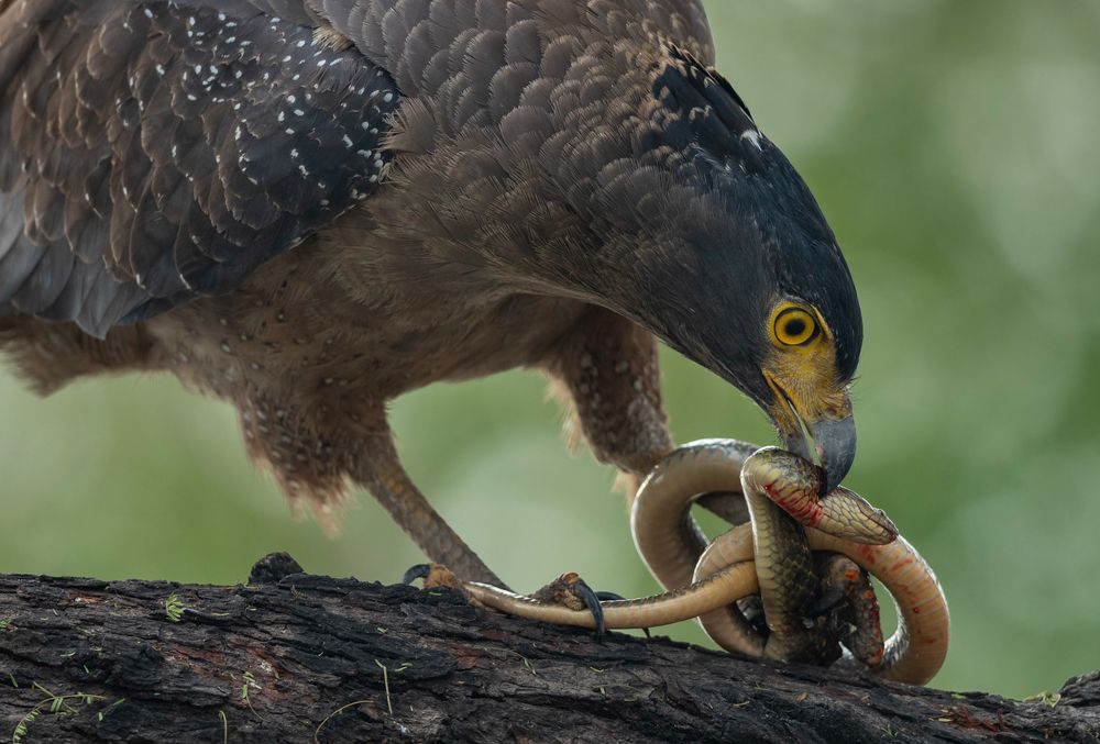 Serpent eagle with snake kill