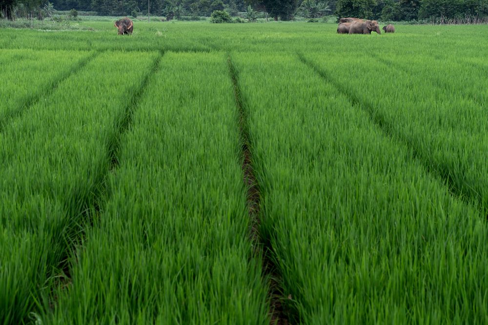 Elephants- crop damage