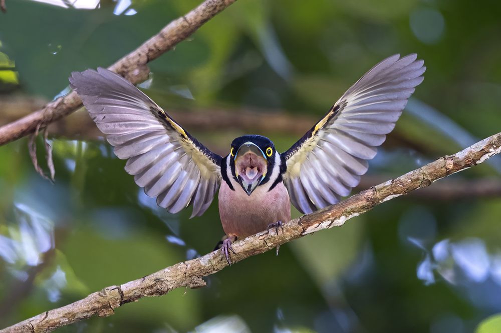 a Broadbill displaying