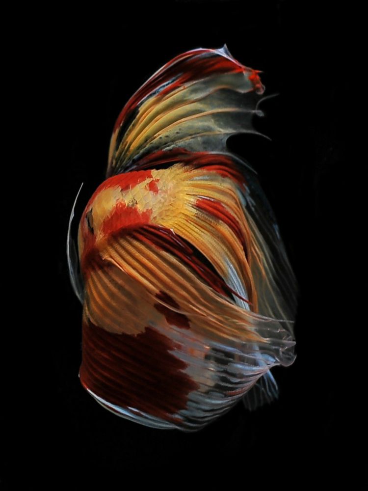 Maneuver Betta Fish