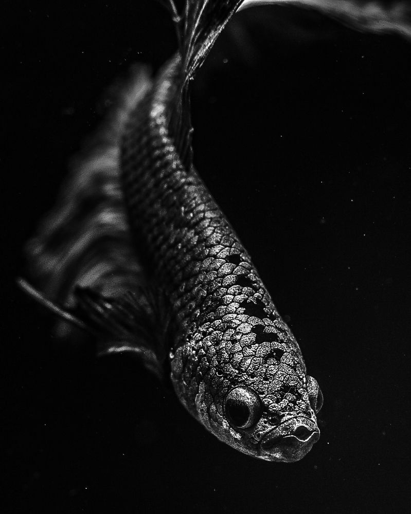 Betta
