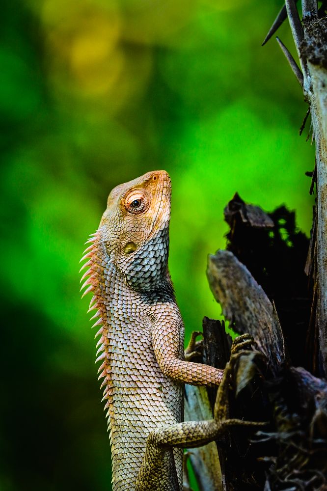 Photograph by Swapan Banik