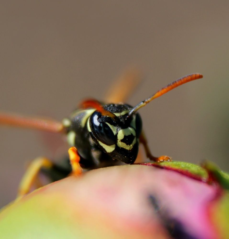 Photograph by Марина Ескова