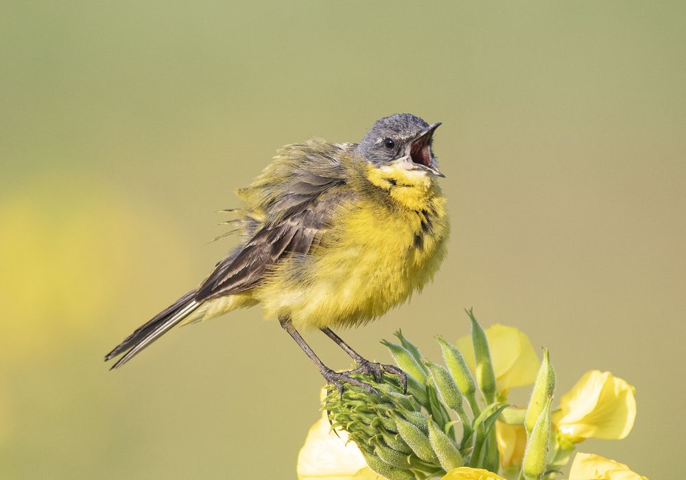 Король в желтом