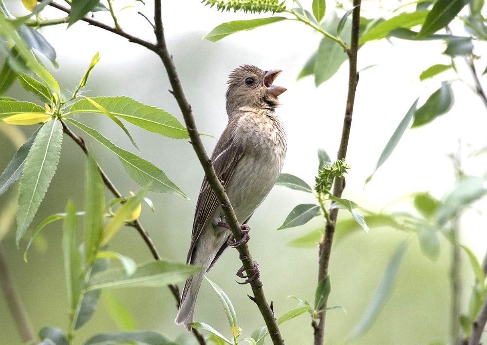 Эту песню запевает молодежь