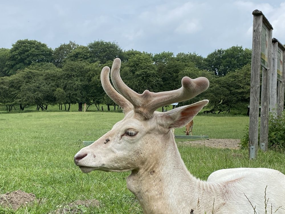 Фотография автора Ramin Ismayilov