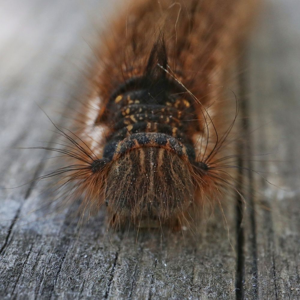 Photograph by Ирина Корабельникова