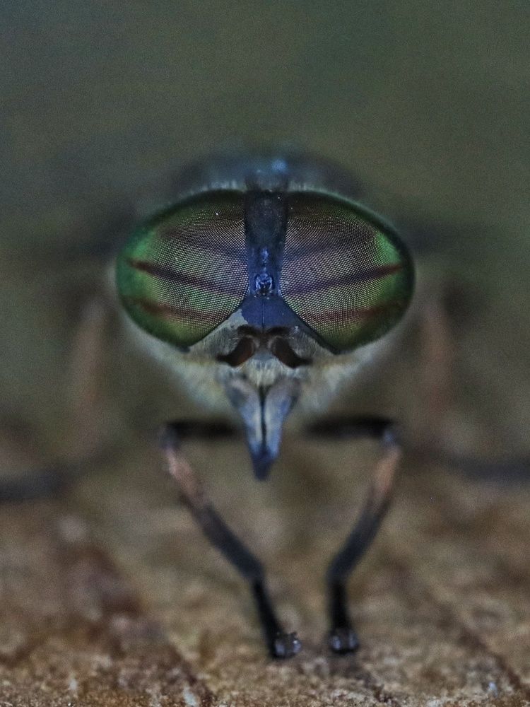 Photograph by Ирина Корабельникова