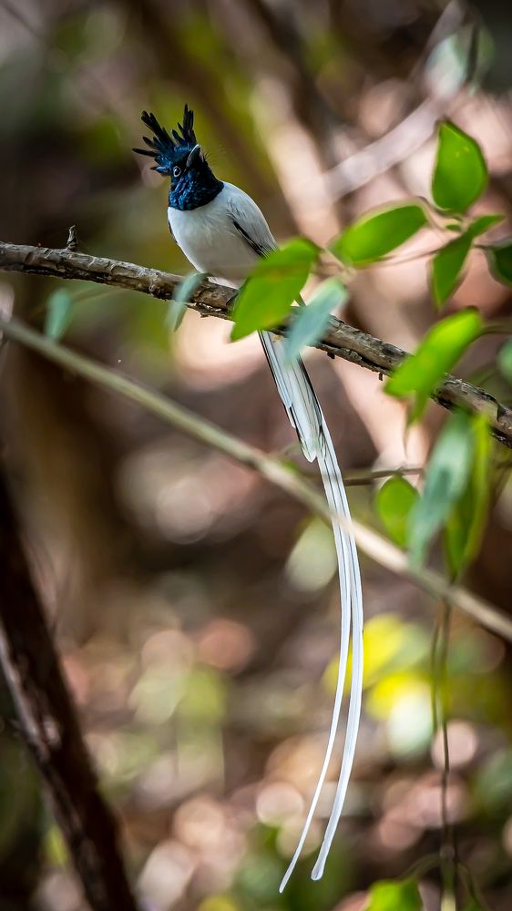 Asian Paradise Flycatcher