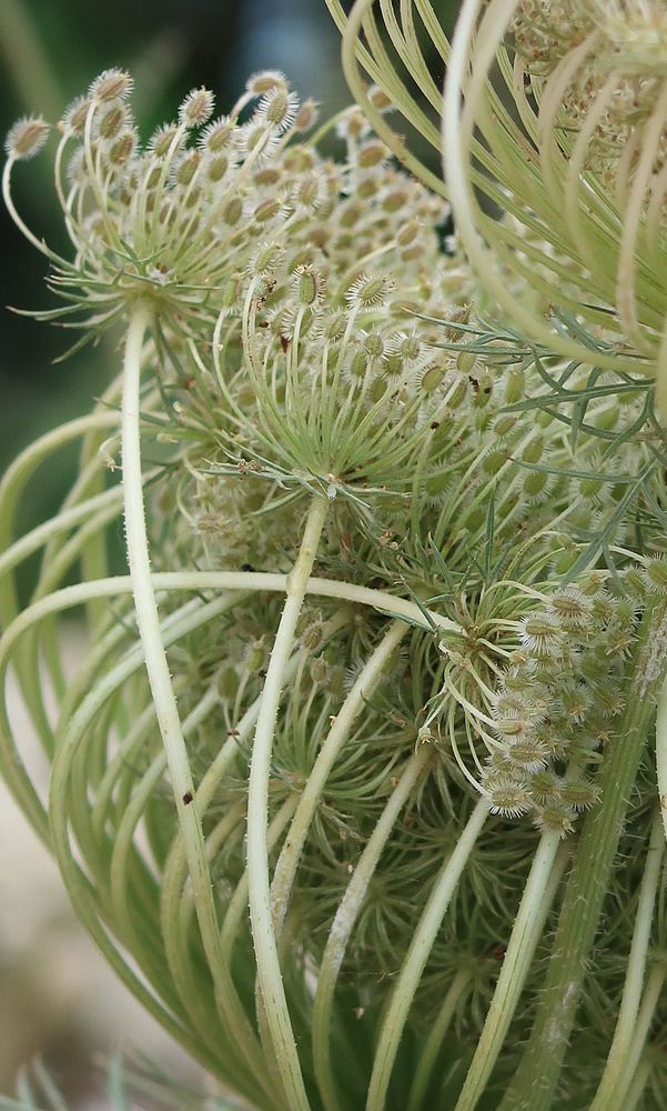 юньские кружева