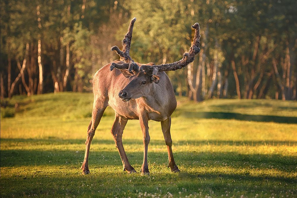 Фотография автора Елена Ивонина