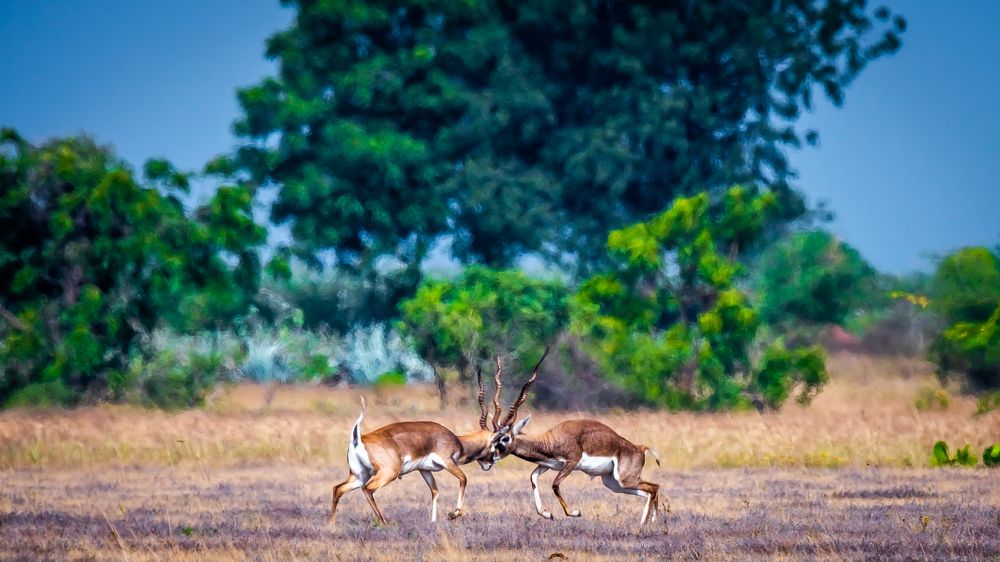 Photograph by Sreenivas Kandukuree