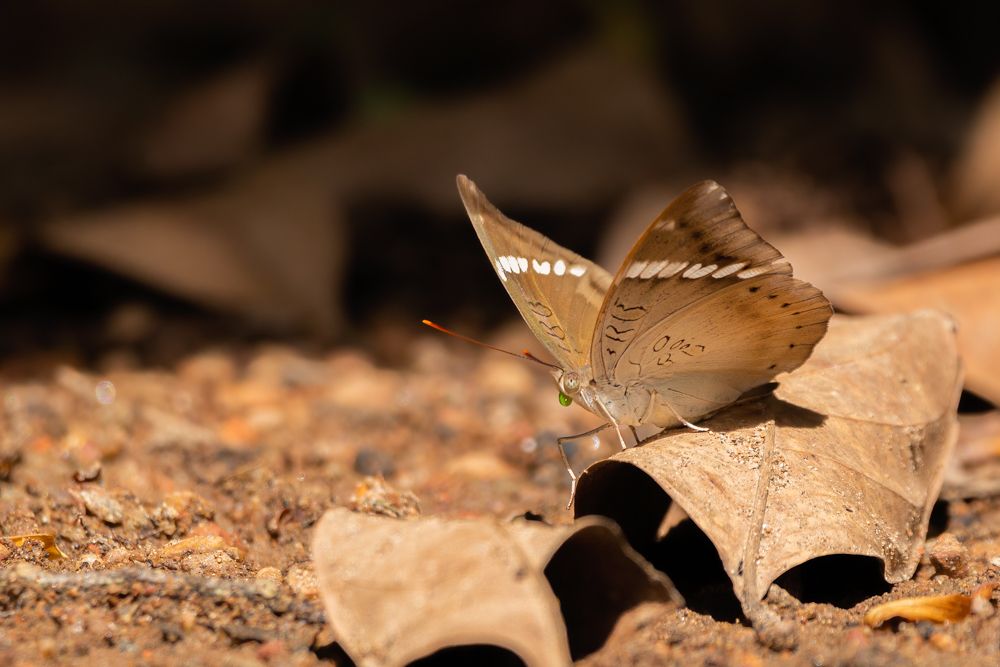 Photograph by Kushan Madushanka Sonnadara