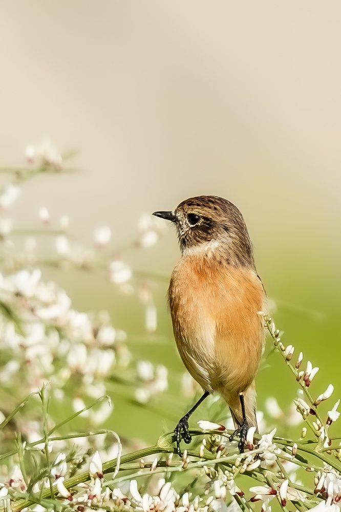 Фотография автора Jian Ma