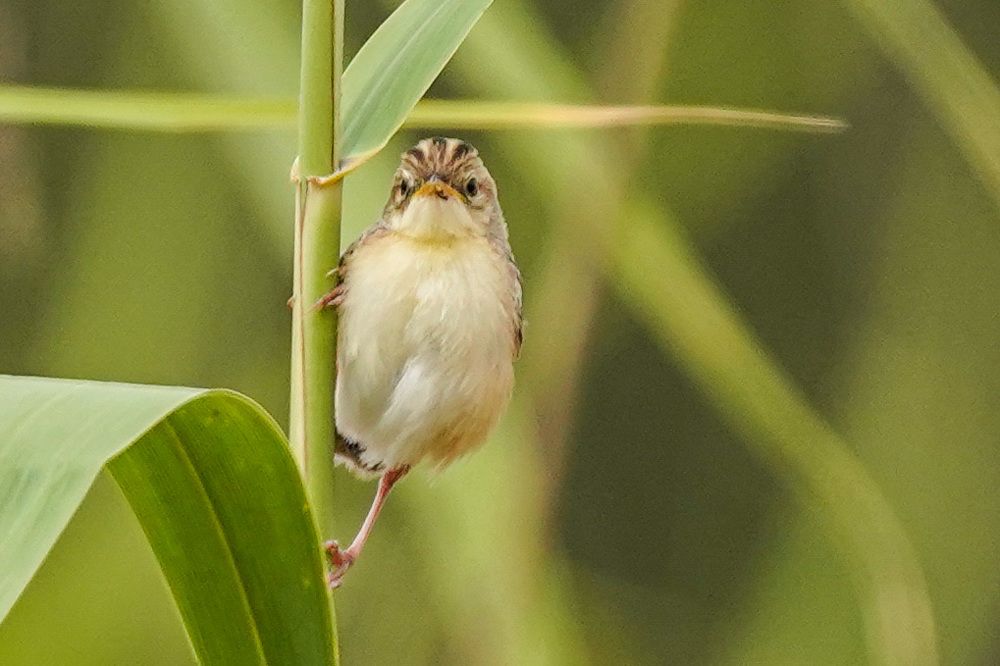 Фотография автора Jian Ma