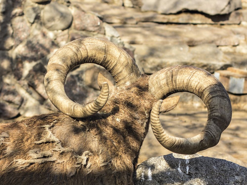 Фотография автора Oxana Brinzova