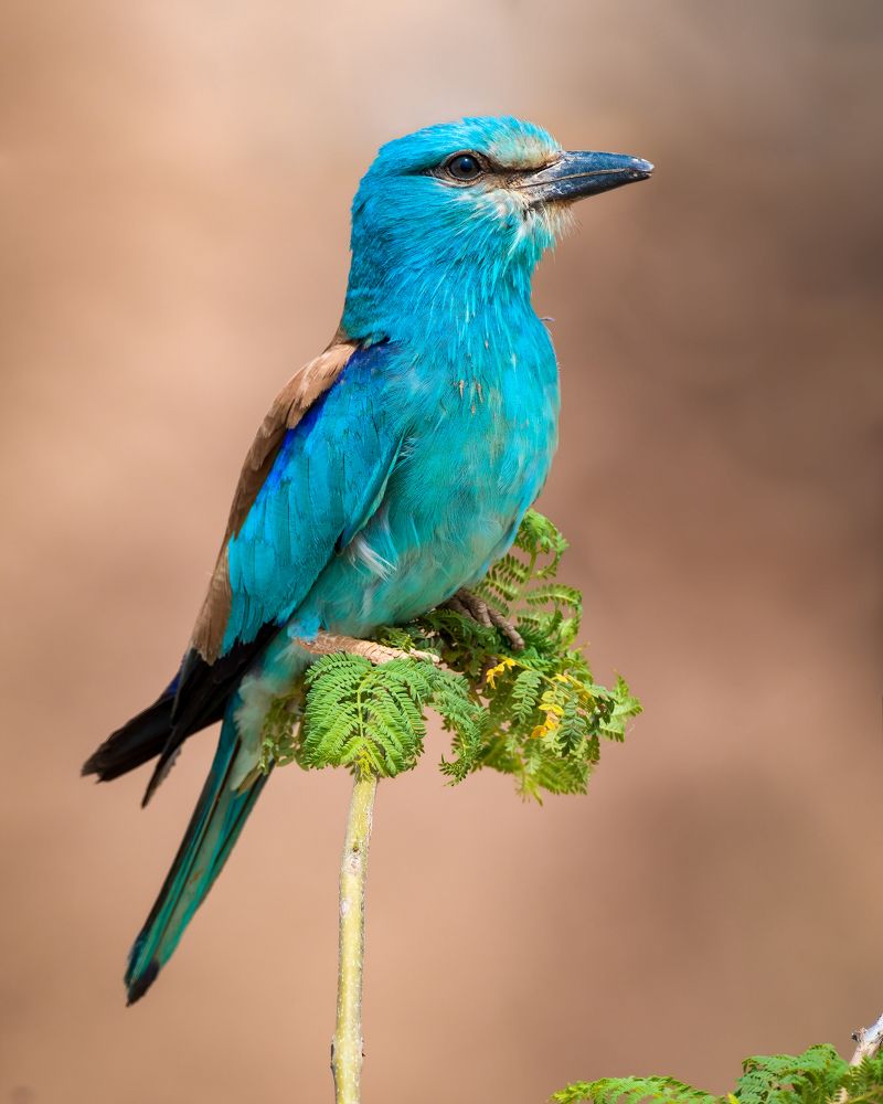 Photograph by Omar Arshad