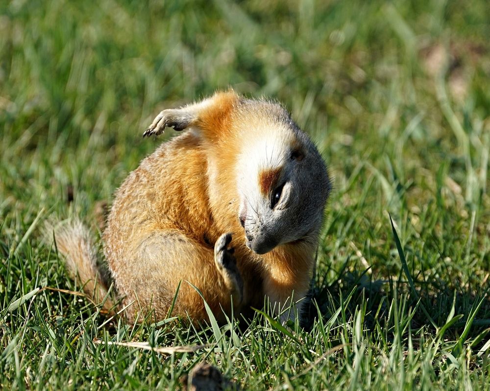 А не купить ли туфельки?