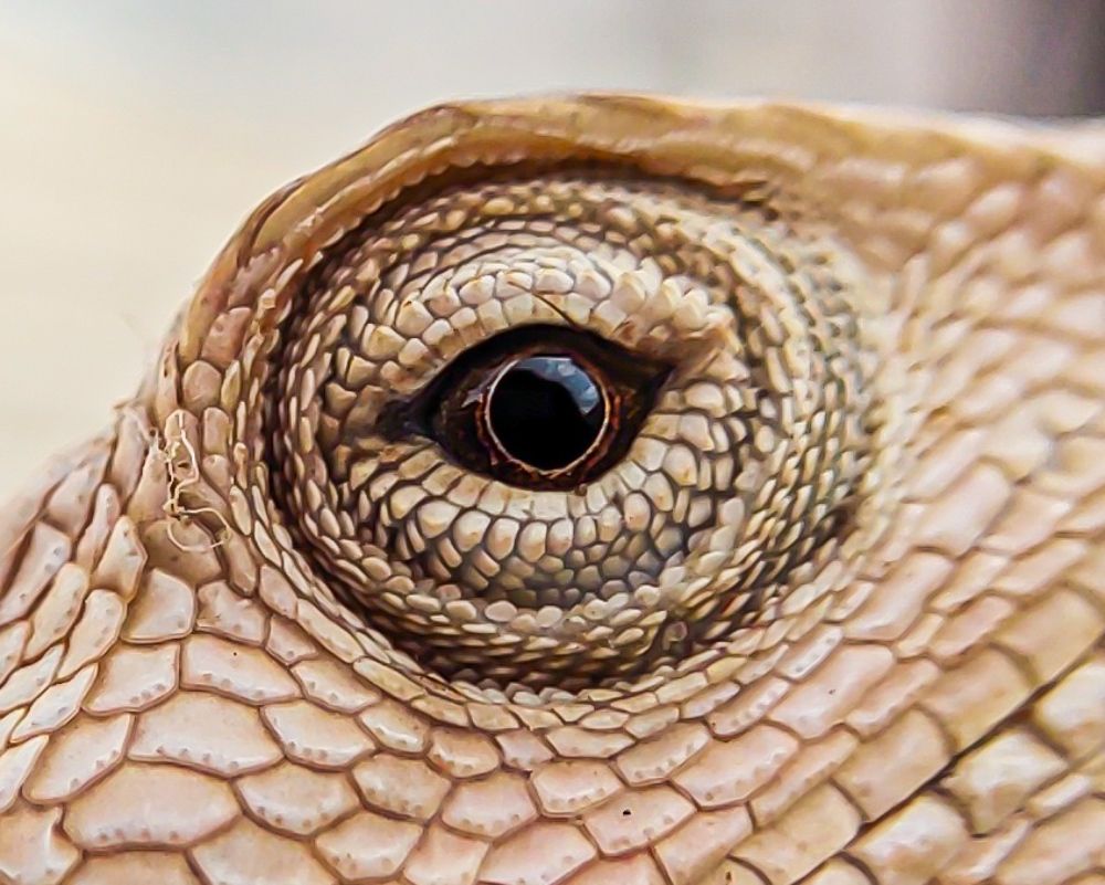 Eyes of chameleon