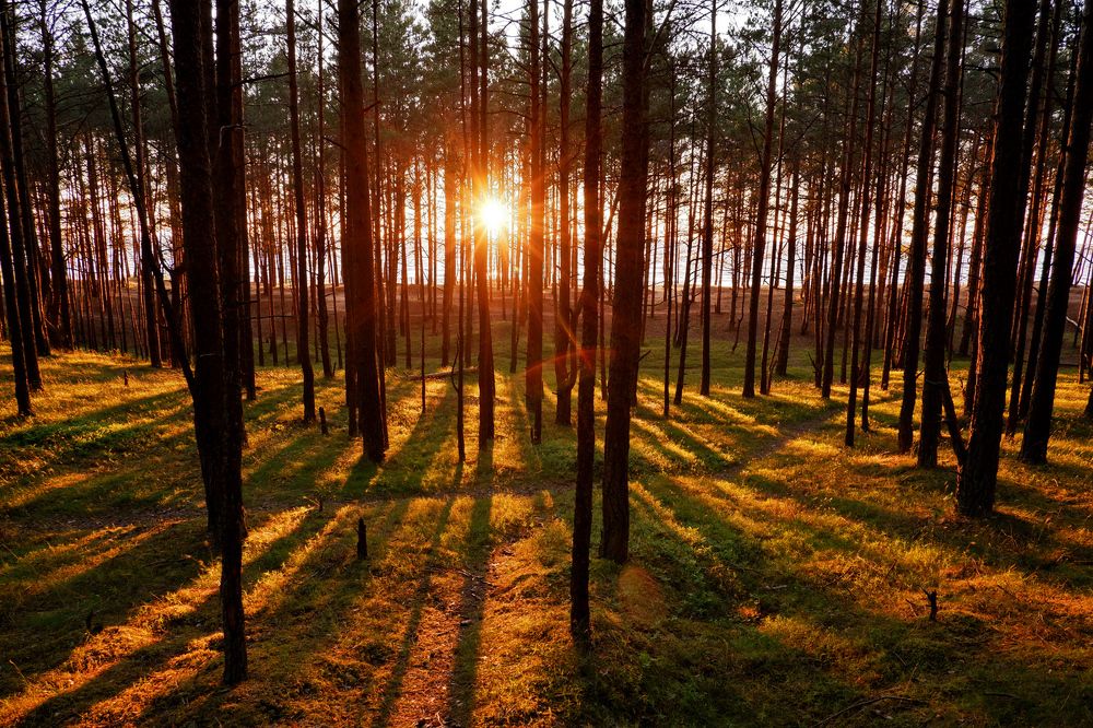 Sunset over forest / Latvia