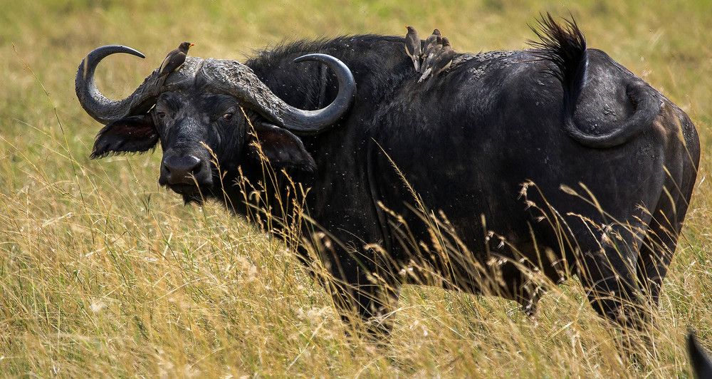 Фотография автора Таймас